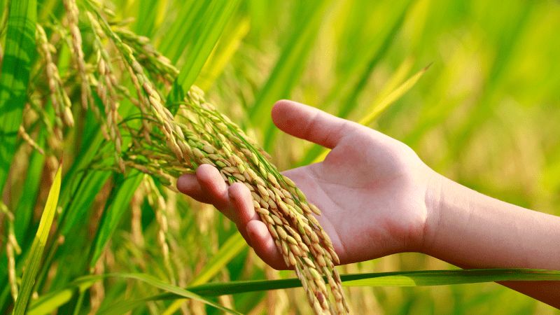 Hand holding ripe wheat