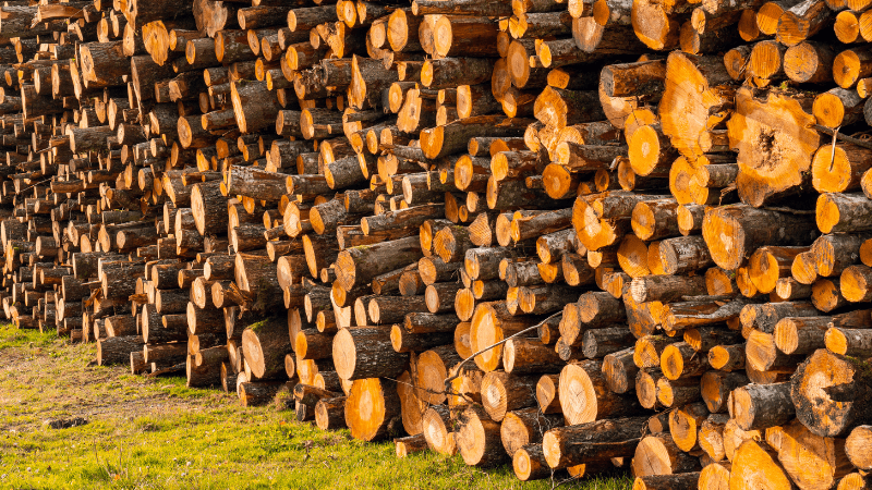 Stacked firewood